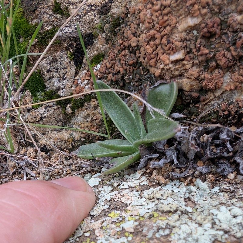 Dudleya saxosa subsp. aloides photo 5