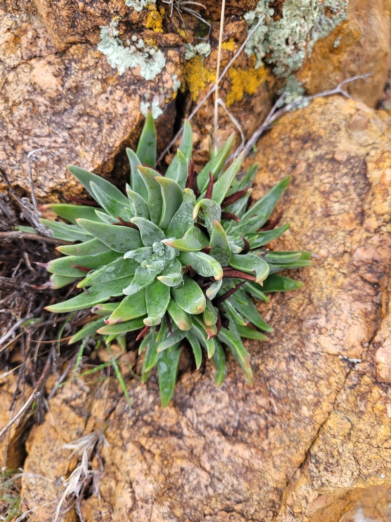 Dudleya saxosa subsp. aloides photo 6