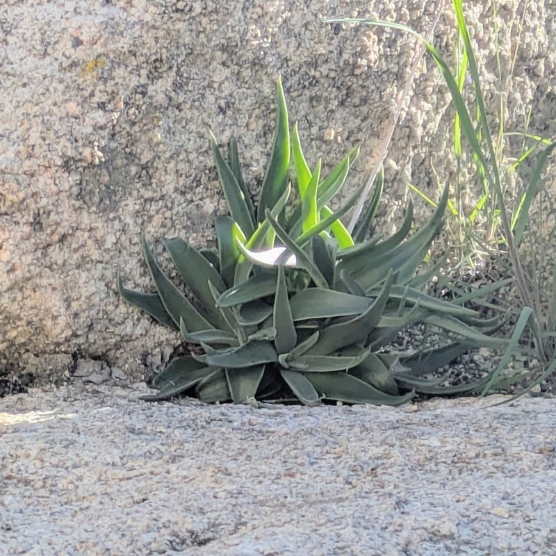 Dudleya saxosa subsp. aloides photo 7