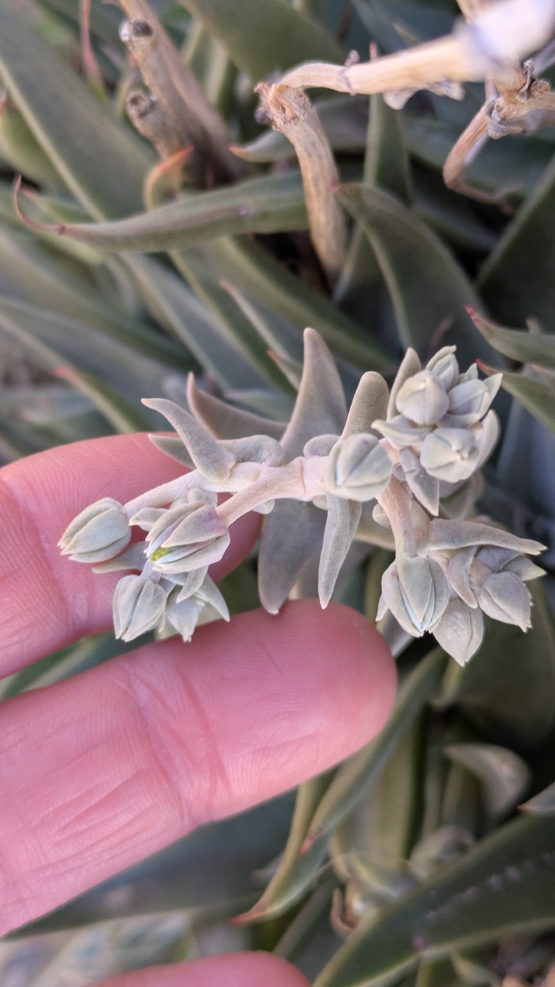 Dudleya saxosa subsp. aloides photo 8