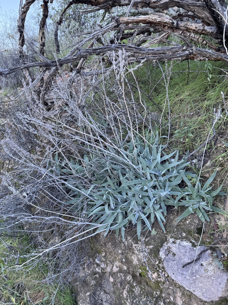Gila County Liveforever photo 2