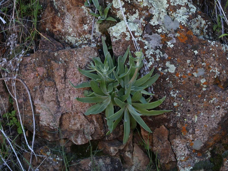 Gila County Liveforever photo 3