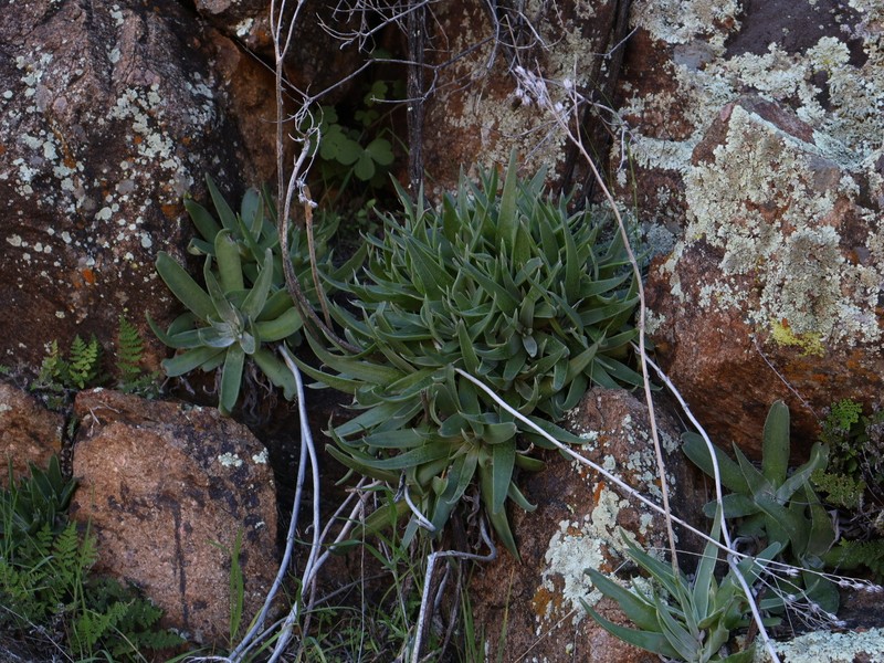 Gila County Liveforever photo 4