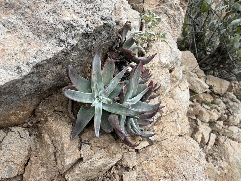 Gila County Liveforever photo 5