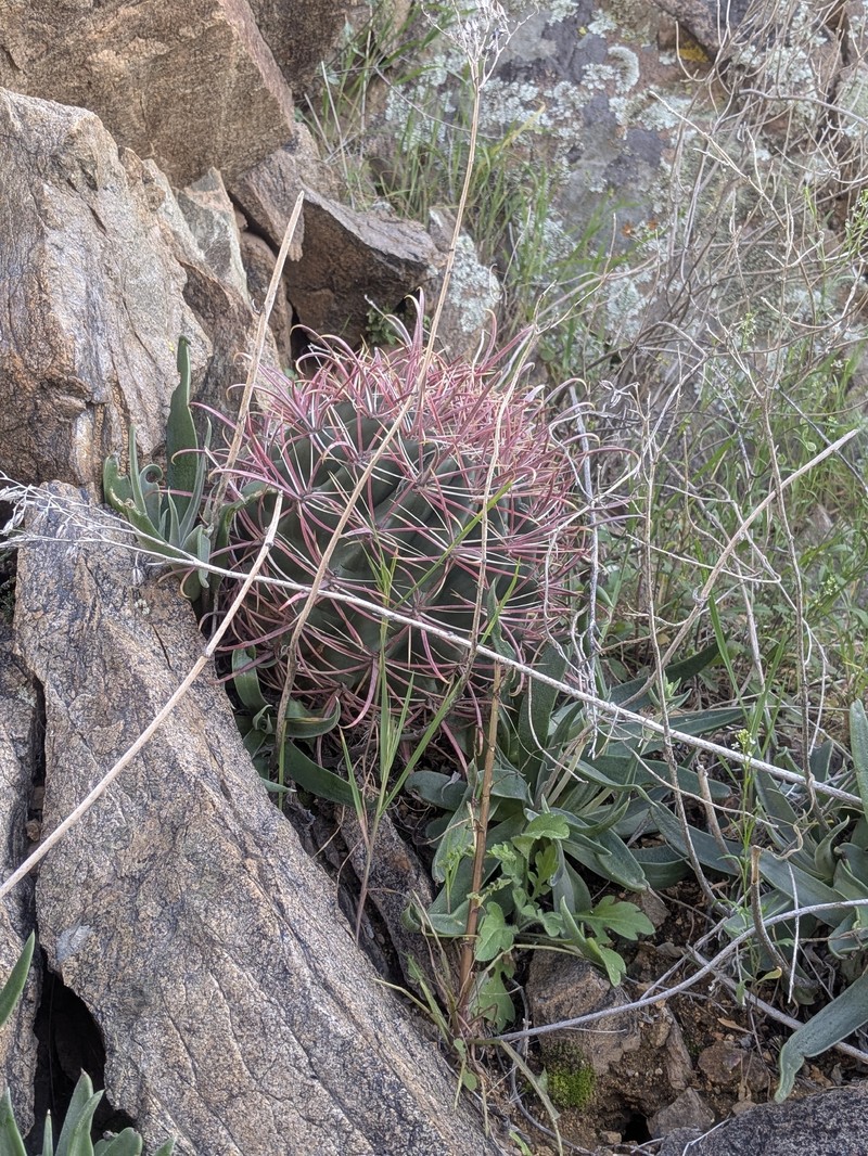Gila County Liveforever photo 8