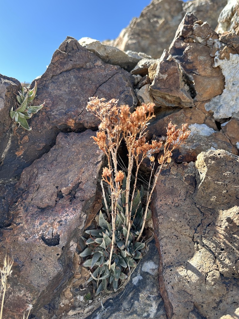 Dudleya saxosa subsp. saxosa