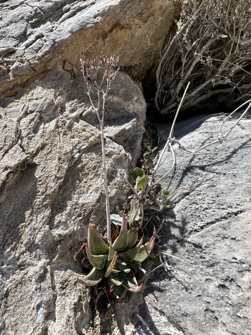 Dudleya saxosa subsp. saxosa photo 2