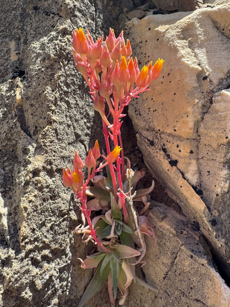 Dudleya saxosa subsp. saxosa photo 3