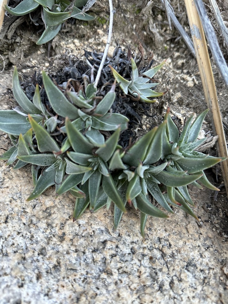 Dudleya saxosa subsp. saxosa photo 4
