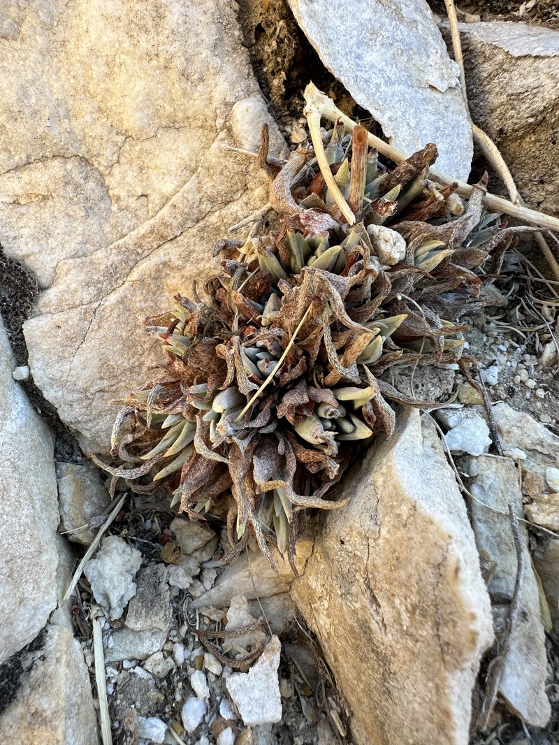 Dudleya saxosa subsp. saxosa photo 5