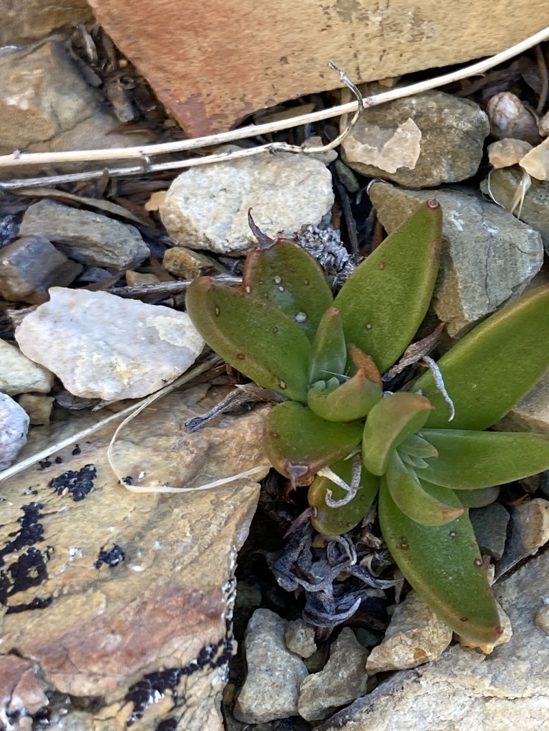 Dudleya saxosa subsp. saxosa photo 6