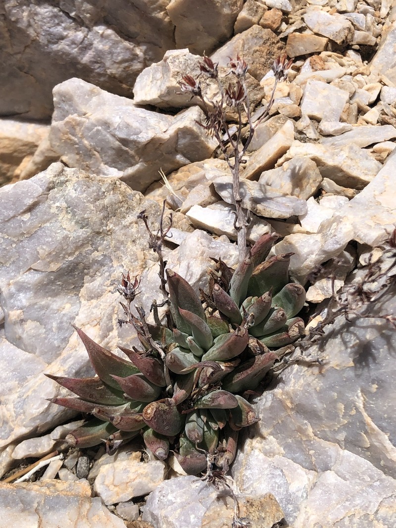 Dudleya saxosa subsp. saxosa photo 7