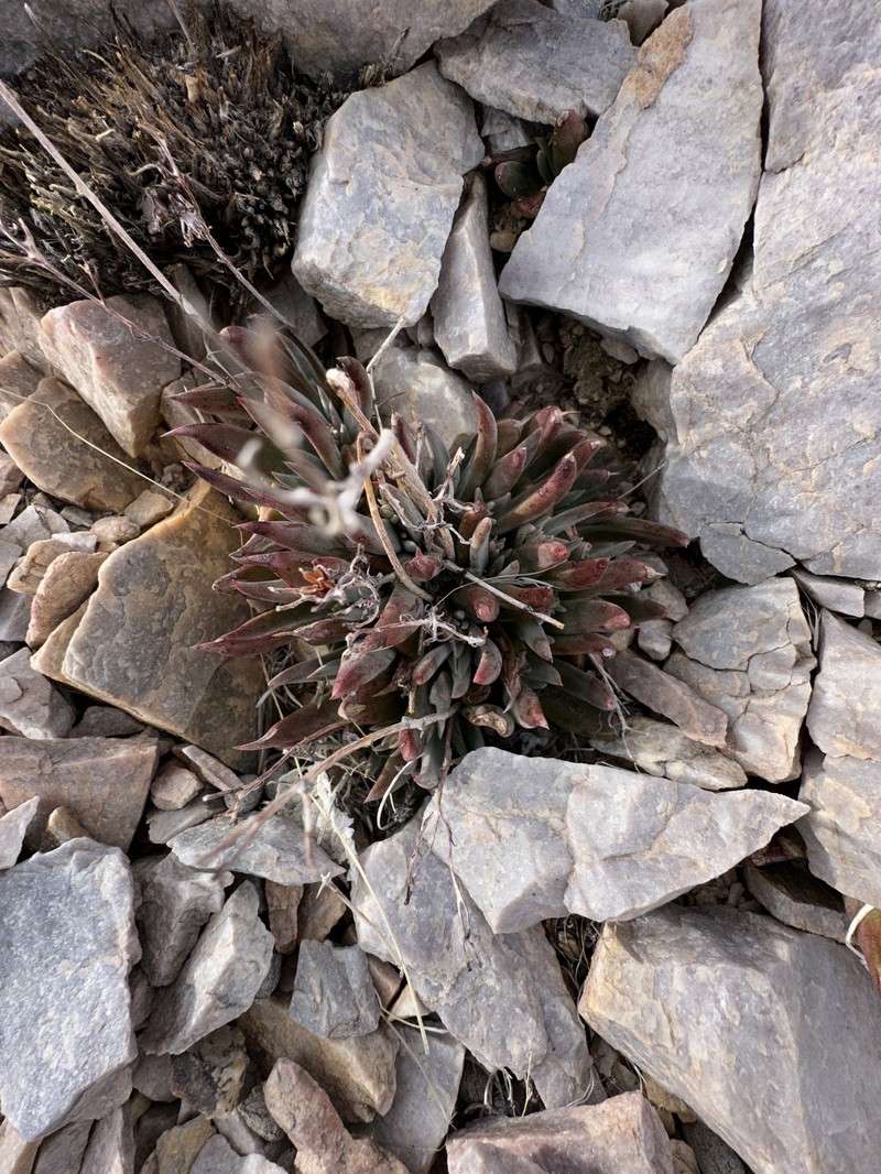 Dudleya saxosa subsp. saxosa photo 8