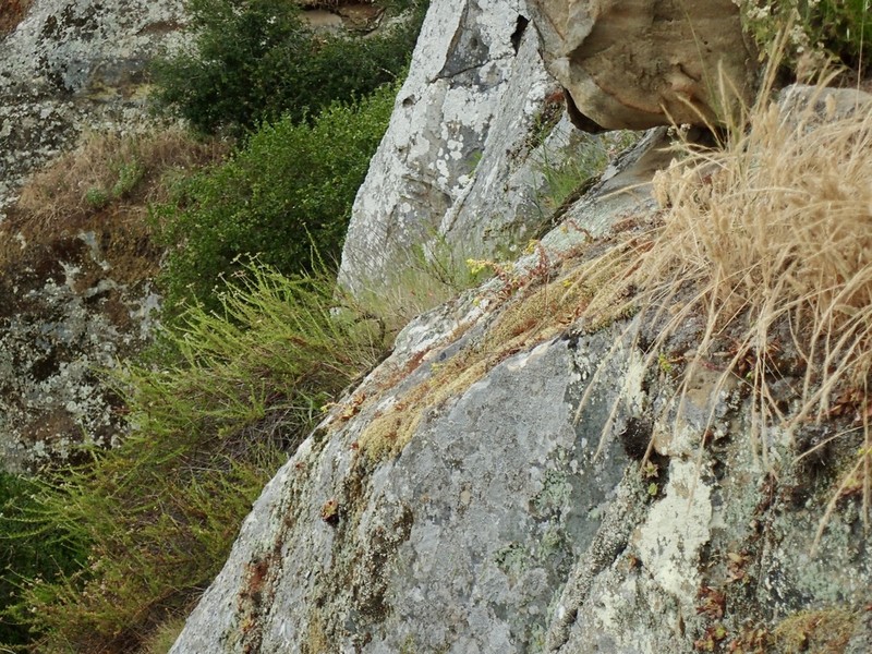 Laguna Beach Liveforever photo 3