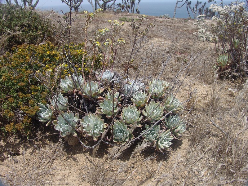 Santa Barbara Island Liveforever