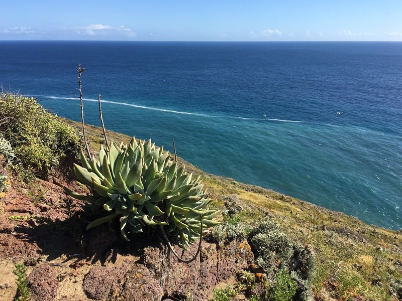 Santa Barbara Island Liveforever photo 2