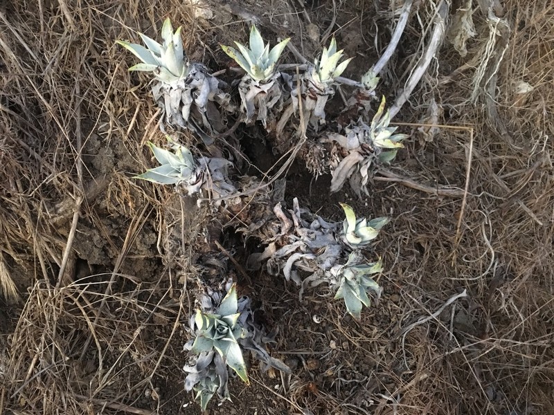 Santa Barbara Island Liveforever photo 3