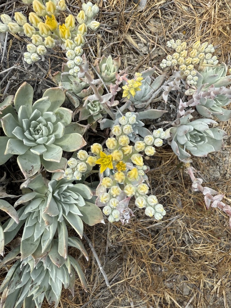 Santa Barbara Island Liveforever photo 4