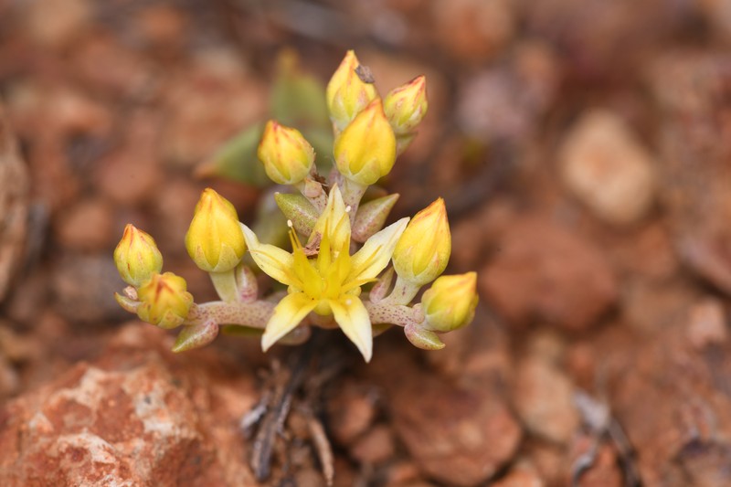 Variegated Liveforever