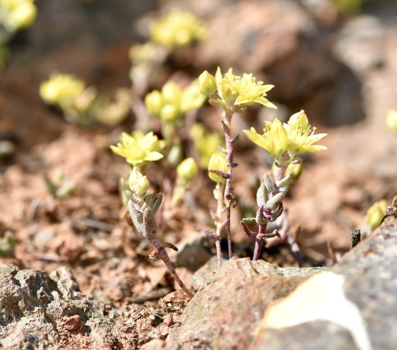 Variegated Liveforever photo 4