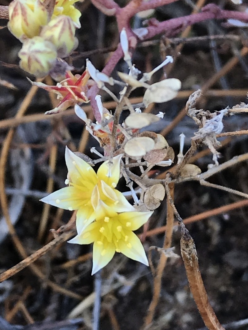 Variegated Liveforever photo 5