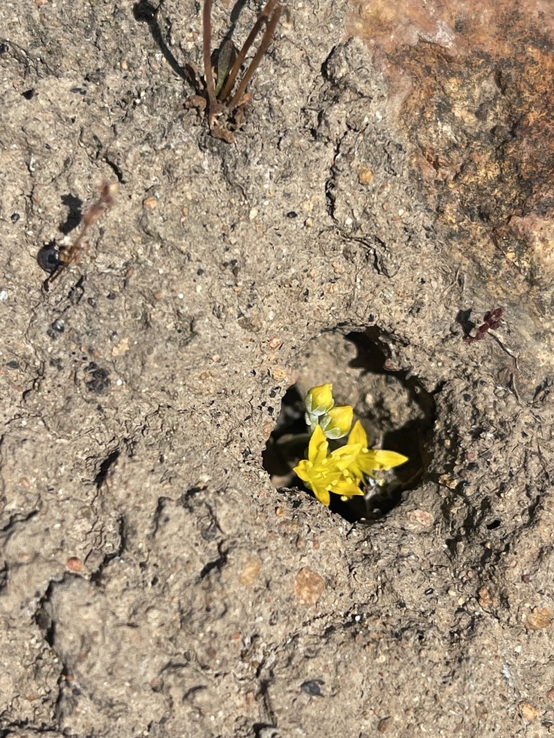 Variegated Liveforever photo 8