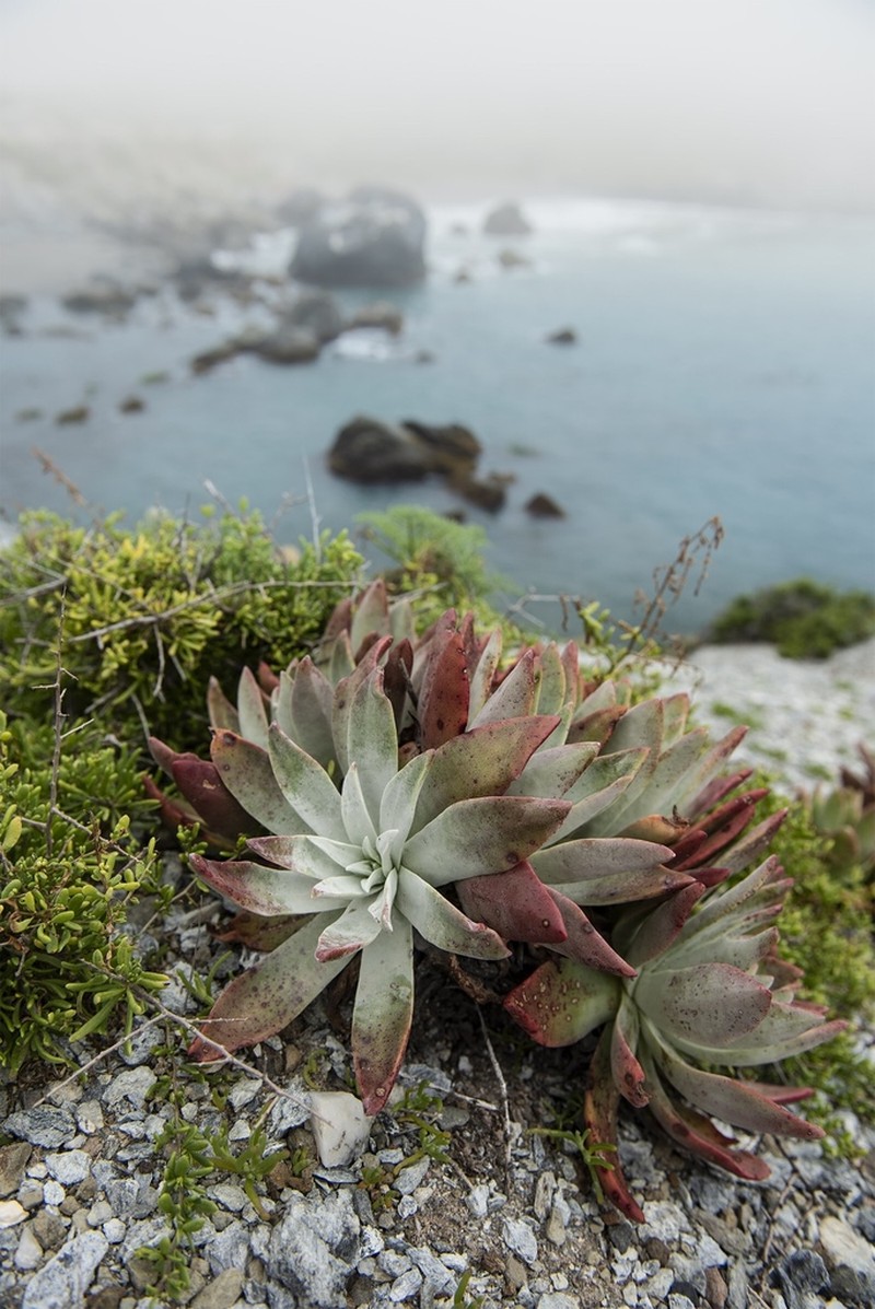 Bright Green Dudleya photo 2