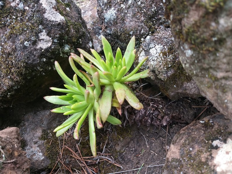Bright Green Dudleya photo 3