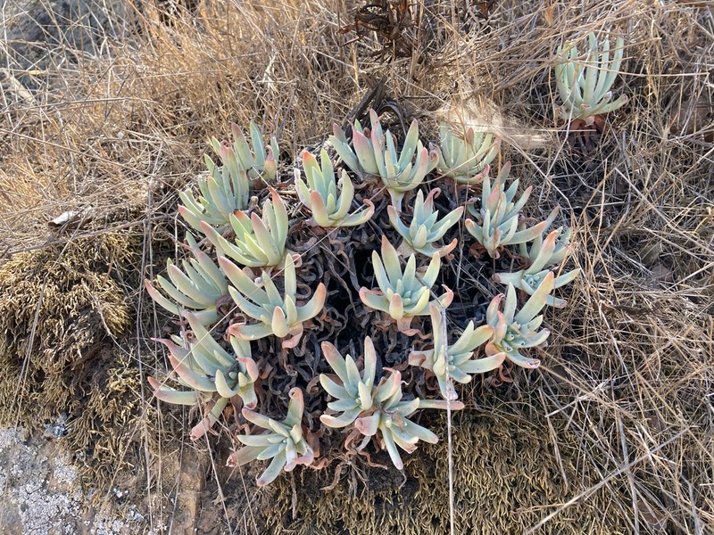 Bright Green Dudleya photo 5