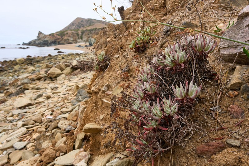 Bright Green Dudleya photo 6