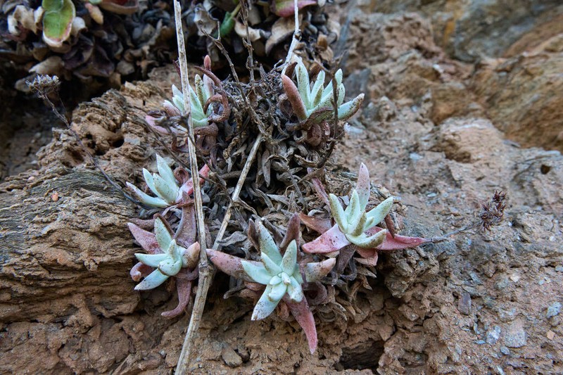 Bright Green Dudleya photo 7