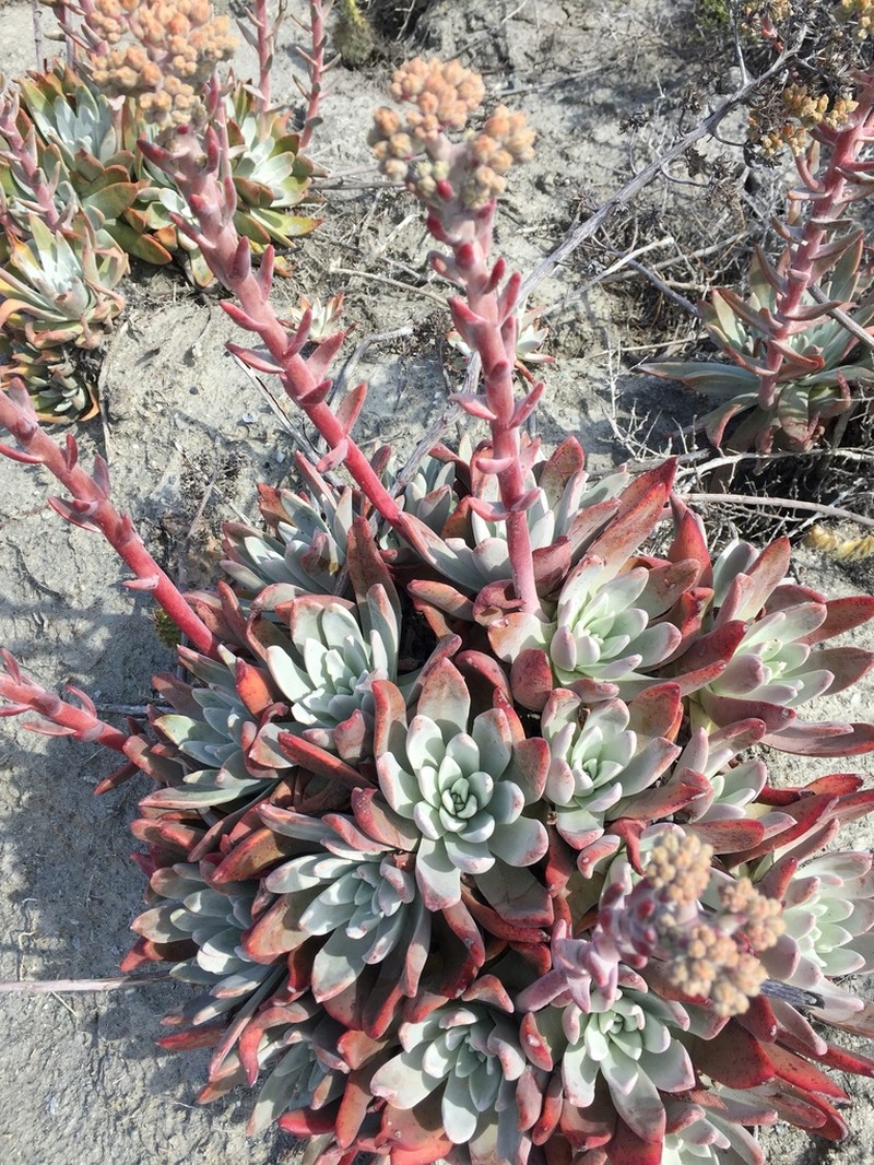 Bright Green Dudleya photo 8