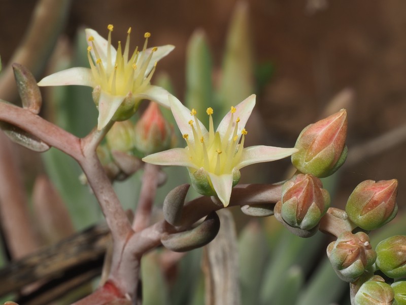 Dudleya virens subsp. hassei