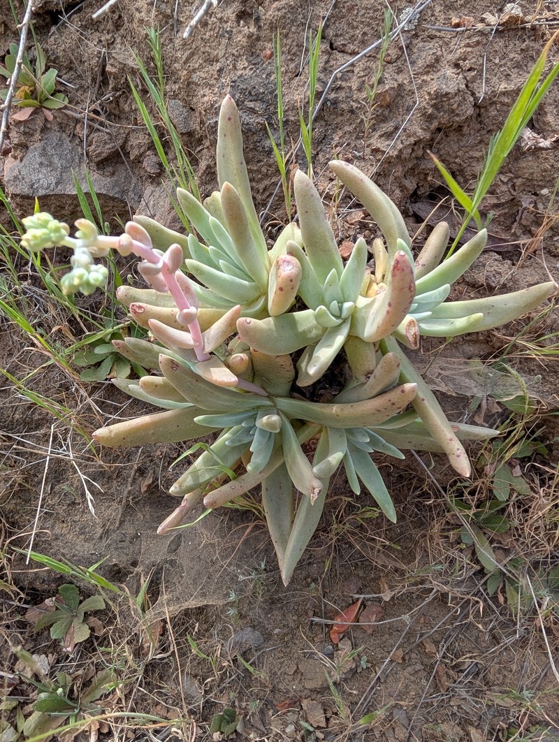 Dudleya virens subsp. hassei photo 2