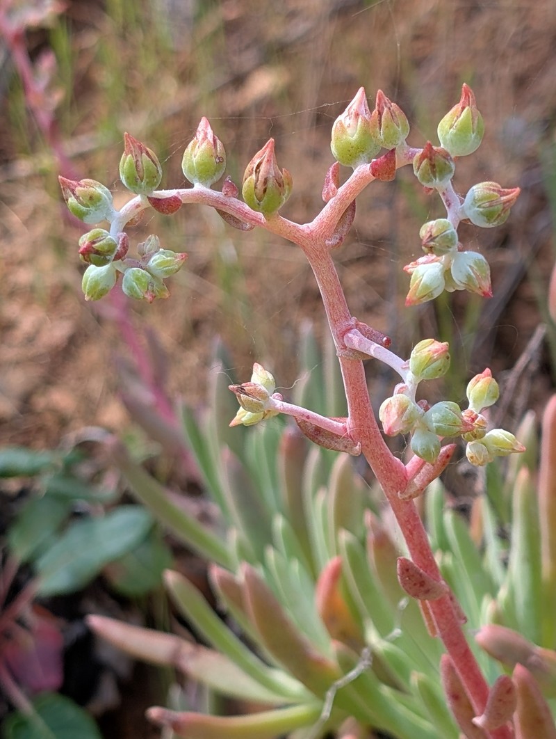 Dudleya virens subsp. hassei photo 3