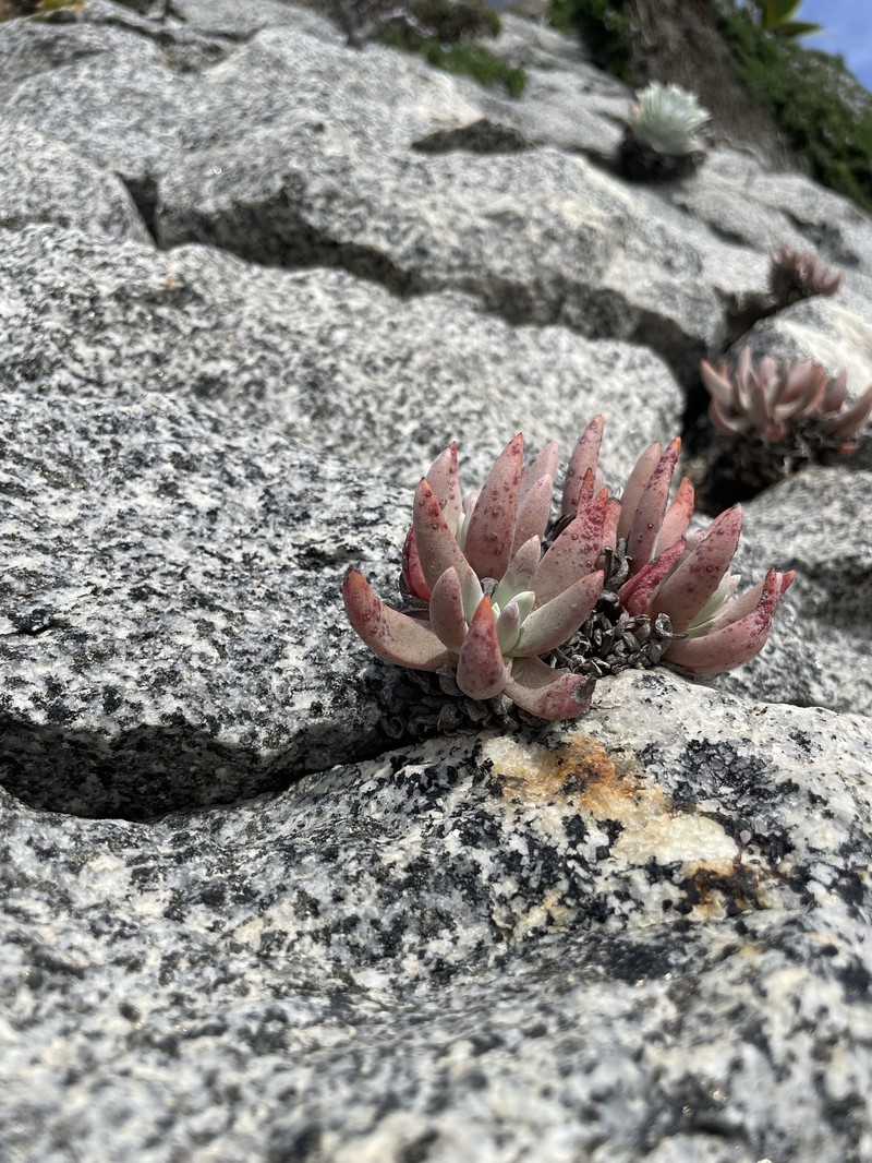 Dudleya virens subsp. hassei photo 4