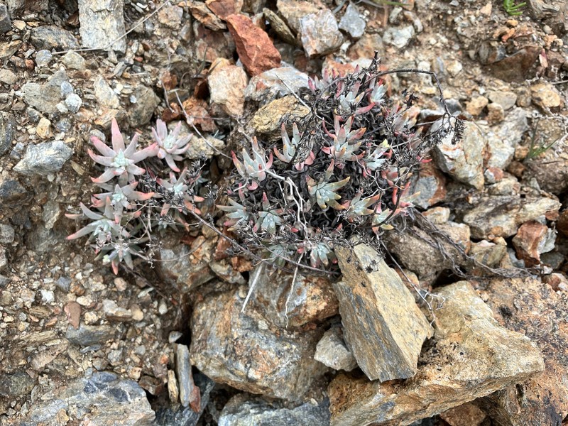 Dudleya virens subsp. hassei photo 5