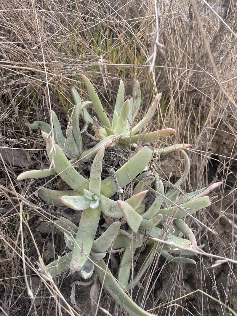 Dudleya virens subsp. hassei photo 6