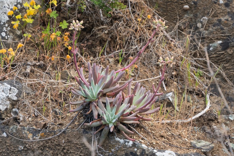 Dudleya virens subsp. hassei photo 7