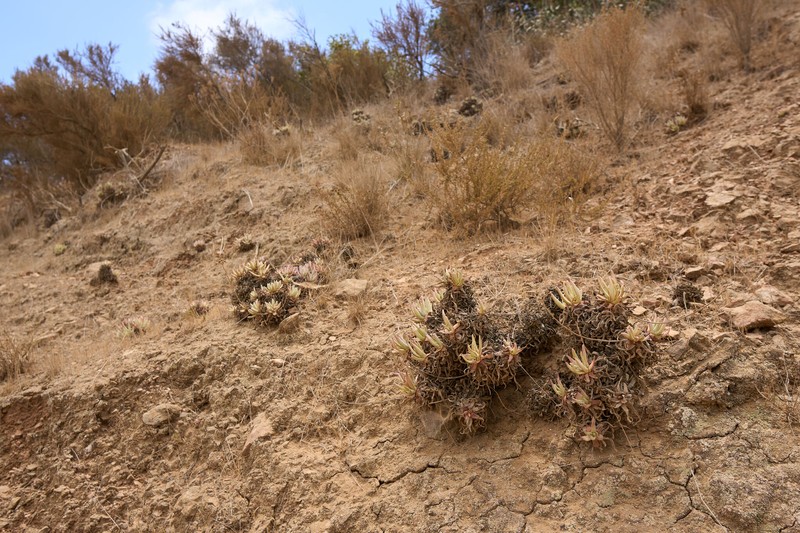 Dudleya virens subsp. hassei photo 8