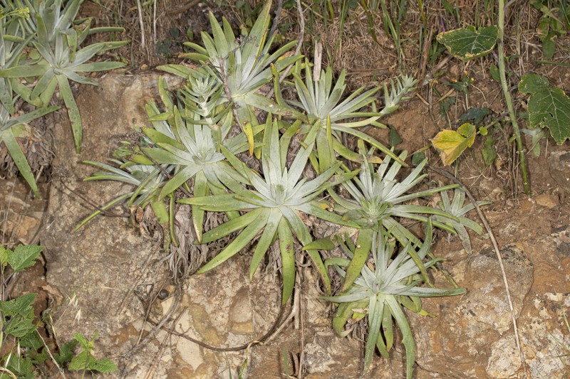 Dudleya virens subsp. insularis