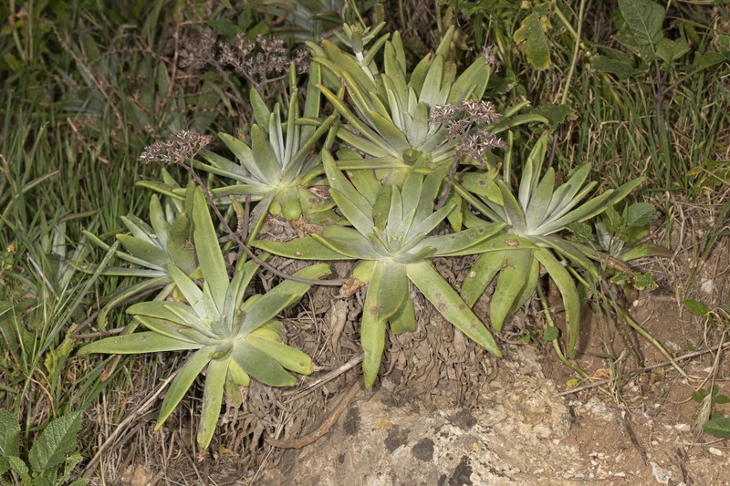 Dudleya virens subsp. insularis photo 2