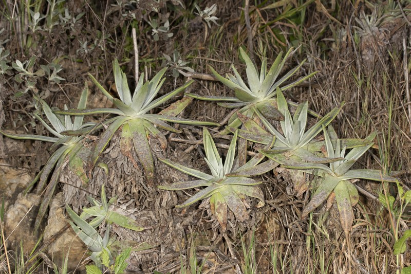 Dudleya virens subsp. insularis photo 3