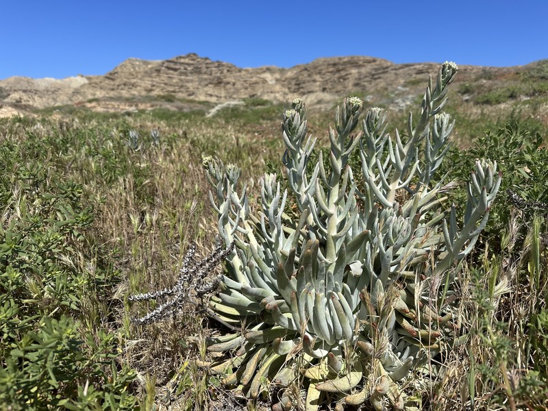 Dudleya virens subsp. insularis photo 4