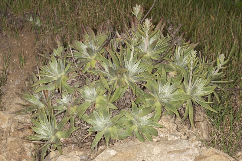 Dudleya virens subsp. insularis photo 5