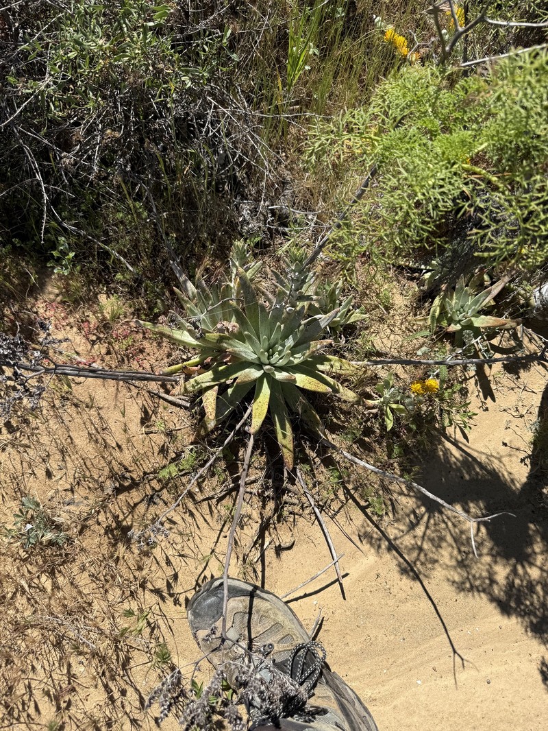 Dudleya virens subsp. insularis photo 6