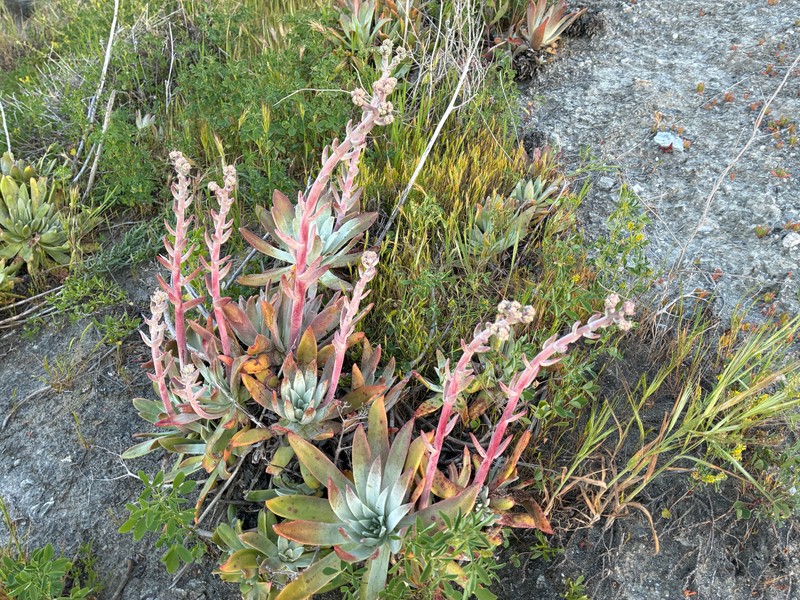 Dudleya virens subsp. insularis photo 7