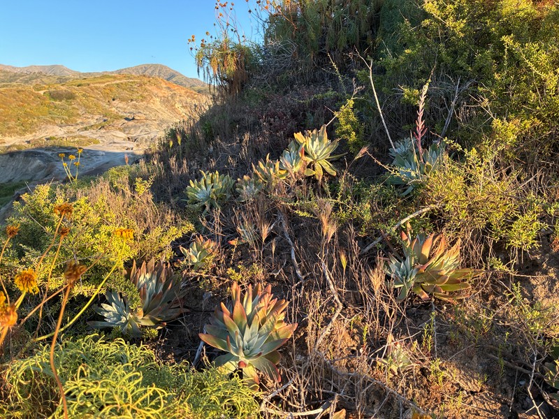 Dudleya virens subsp. insularis photo 8