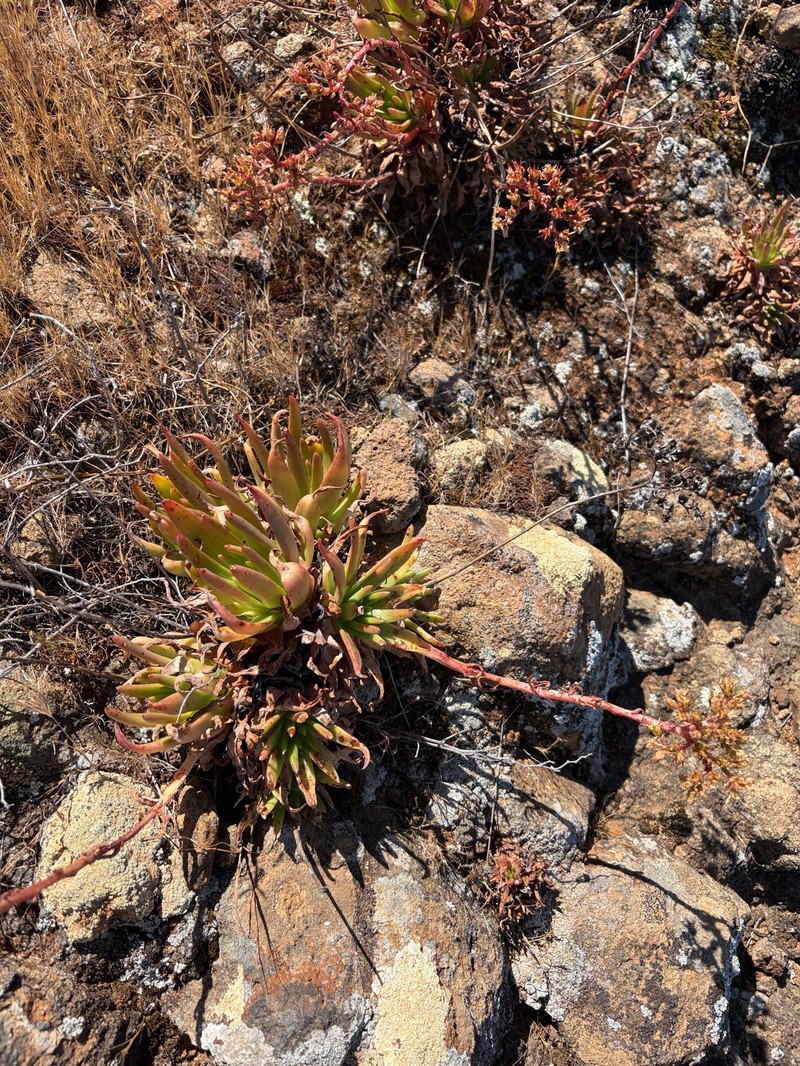 Dudleya virens subsp. virens