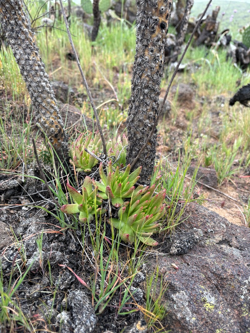 Dudleya virens subsp. virens photo 2
